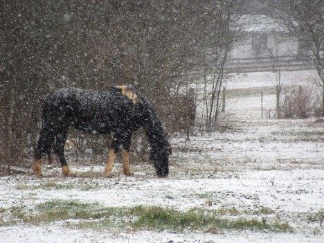 Horse named Patches grazing in a snowy field